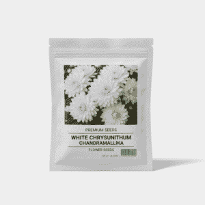 White Chrysanthemum (Chandramallika) Flower Seeds – 50 Seeds for Pure & Elegant Blooms