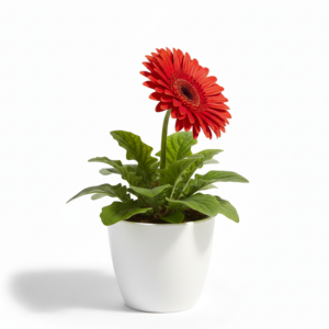 Red Gerbera Flower Plant – Bright Blooming Indoor & Outdoor Decorative Plant - Image 3