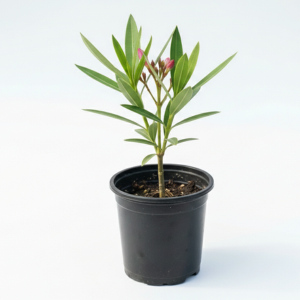 Oleander (Nerium Kaner) Pink Flower Plant – Outdoor Decorative Garden Plant