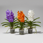 Vanda Orchid Plant Pack of 3 — featuring vibrant purple, tropical orange, and pure white blooms.