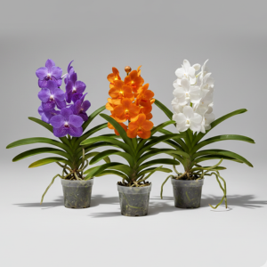 Vanda Orchid Plant Pack of 3 — featuring vibrant purple, tropical orange, and pure white blooms.