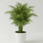 Areca Palm Plant