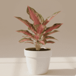 Aglaonema Pink Plant