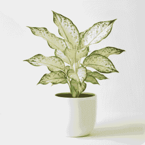 Aglaonema Snow White indoor plant