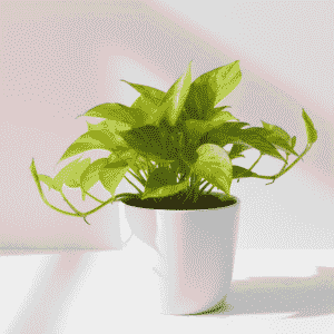 Money Plant