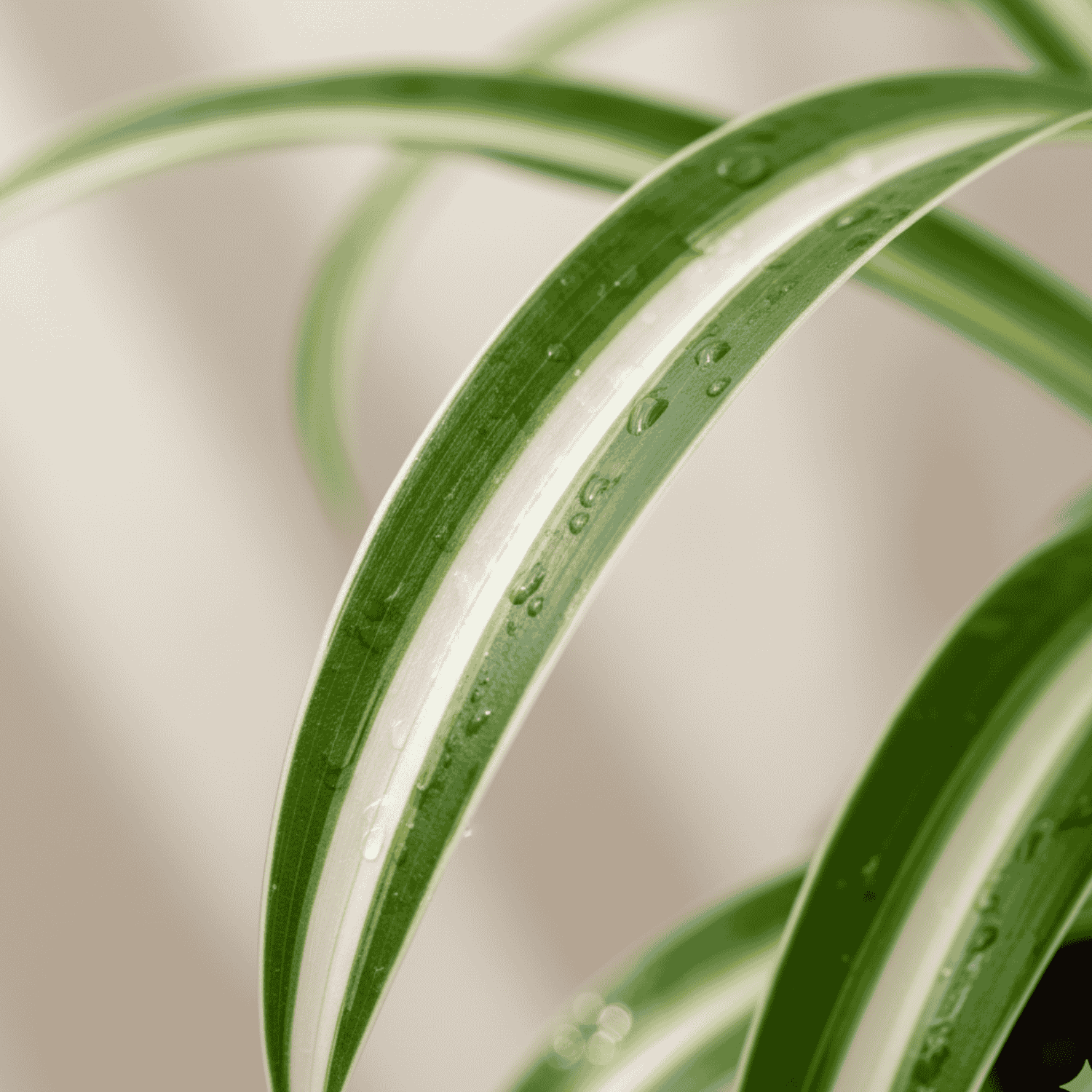 Spider Plant – Easy-Care Indoor Air-Purifying Green Plant - Image 3