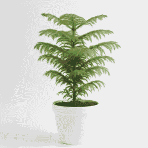 Paradise Christmas Tree Plant – Festive Indoor Evergreen Decor