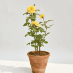 Yellow Rose (Gulab) Flower Plant