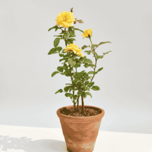 Yellow Rose (Gulab) Flower Plant