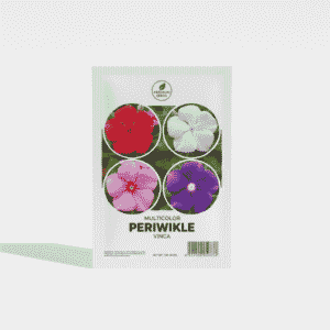 Multicolor Periwinkle (Vinca) Flower Seeds – White, Red, Pink & Violet Mix (100g Pack)