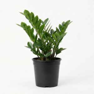 ZZ Plant (Zamioculcas zamiifolia)