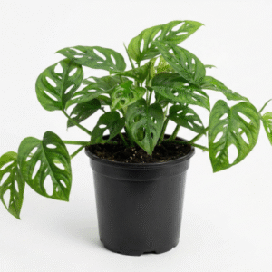 Monstera Broken Heart Plant (Monstera Adansonii)