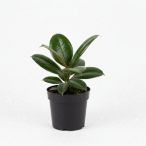 Rubber Plant – Low Maintenance Indoor Air-Purifying Plant