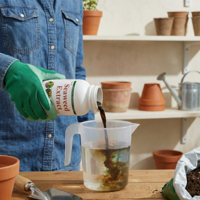 Liquid Seaweed Extract Fertilizer – 500 ml (Organic Plant Growth Booster) - Image 4