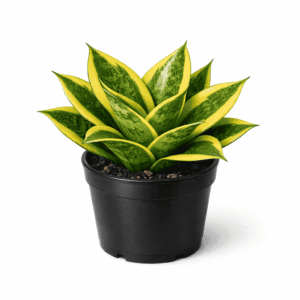 Snake Plant Golden Hahnii indoor air purifying plant