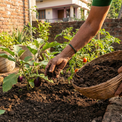 Cow Dung Manure – 20 KG Organic Compost & Fertilizer for Plants - Image 3
