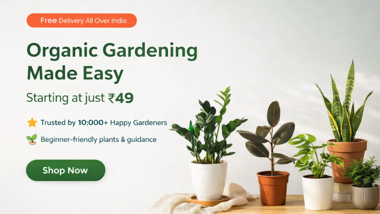 Buy Plants Online in India – Indoor, Outdoor & Air Purifying Plants