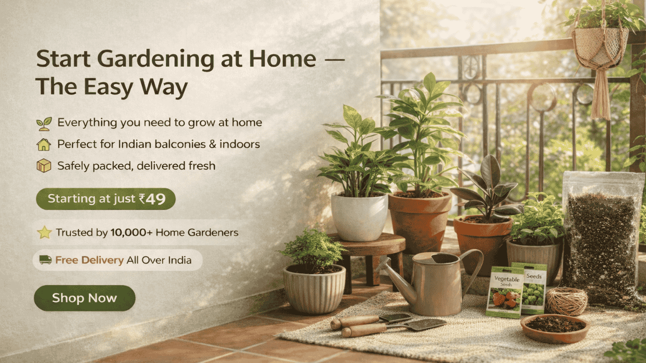 Buy Plants Online in India – Indoor, Outdoor & Air Purifying Plants