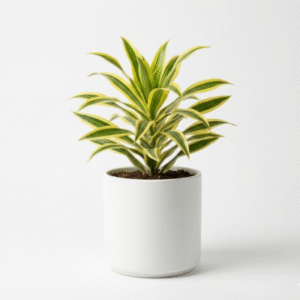 Song of India plant indoor decorative foliage plant