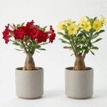 Adenium plant pack of 2 red and yellow desert rose
