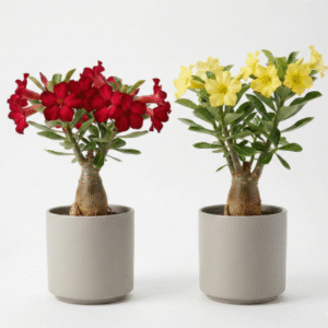 Adenium plant pack of 2 red and yellow desert rose