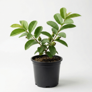 Red guava amrud plant live fruit plant