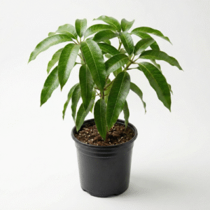 Miyazaki mango plant live fruit plant