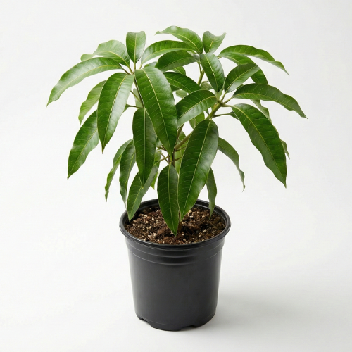 Miyazaki mango plant live fruit plant